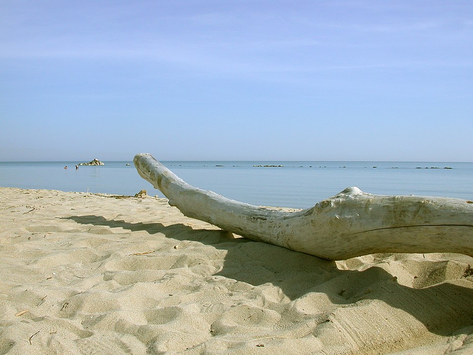 Spiaggia dorata di Petacciato Marina con tronco portato dal mare sulla battigia